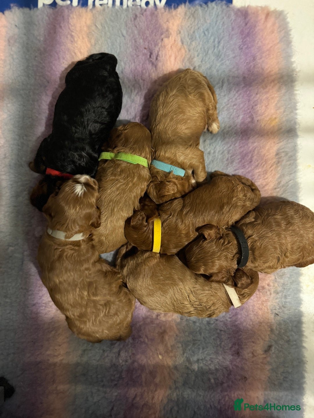 Cavapoo dogs for sale: Cavapoo puppies fully health tested parents - Image 11