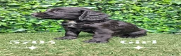 Cocker Spaniel dogs for sale: Beautiful Cocker spaniel  - Advert 3