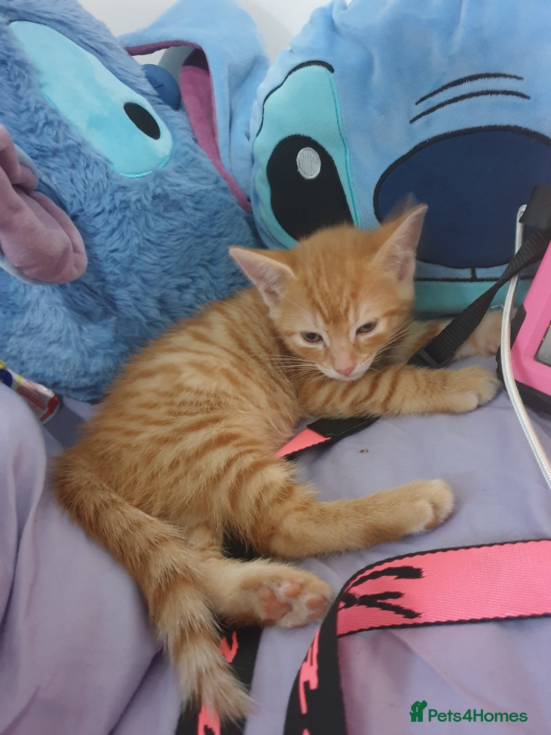 Domestic Shorthair cats for sale: 2 gorgeous ginger boys - Advert 9