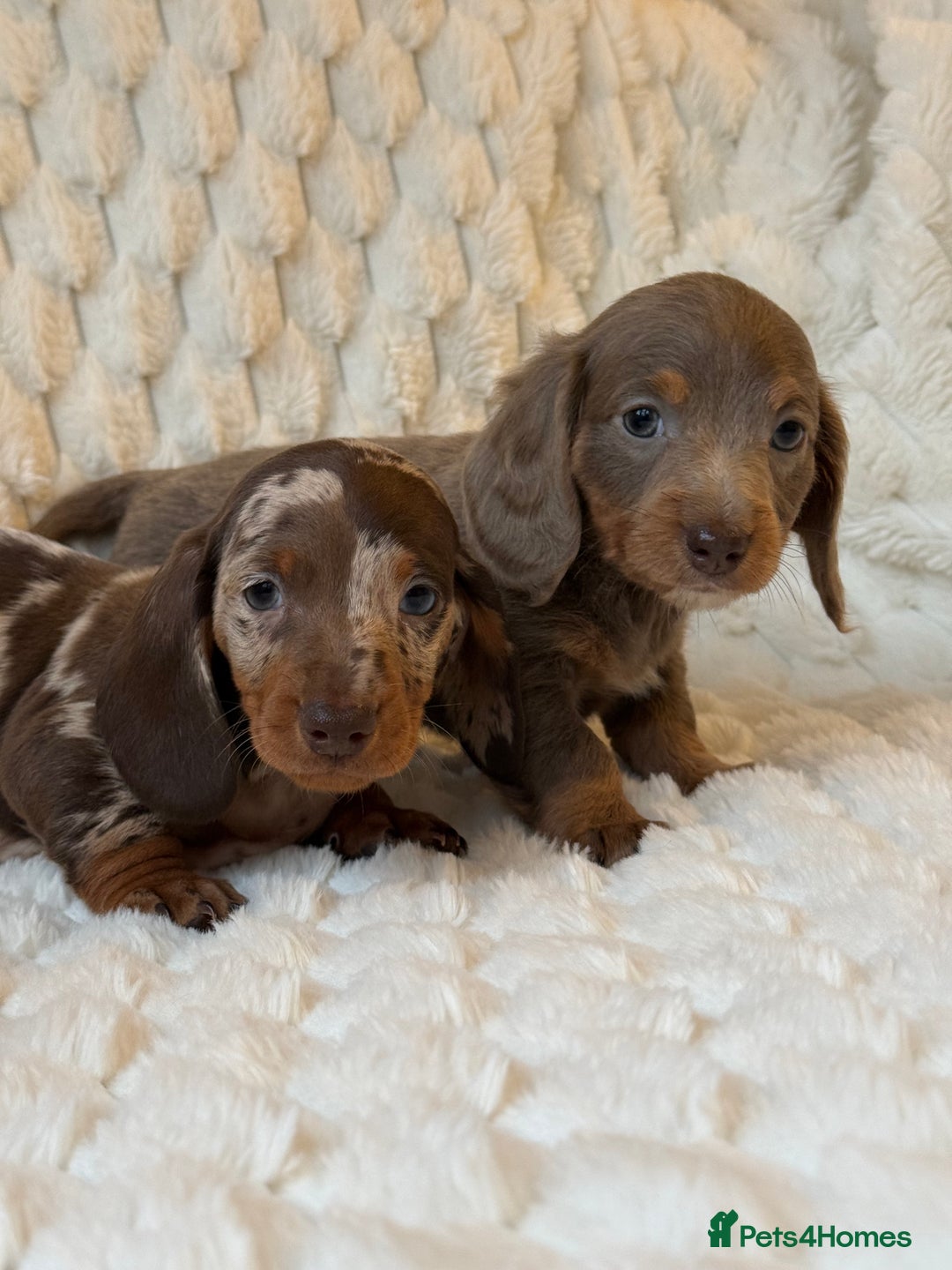 Miniature Dachshund dogs for sale: 💎MINATURE DACSHUND PUPPIES💎 - Advert 12