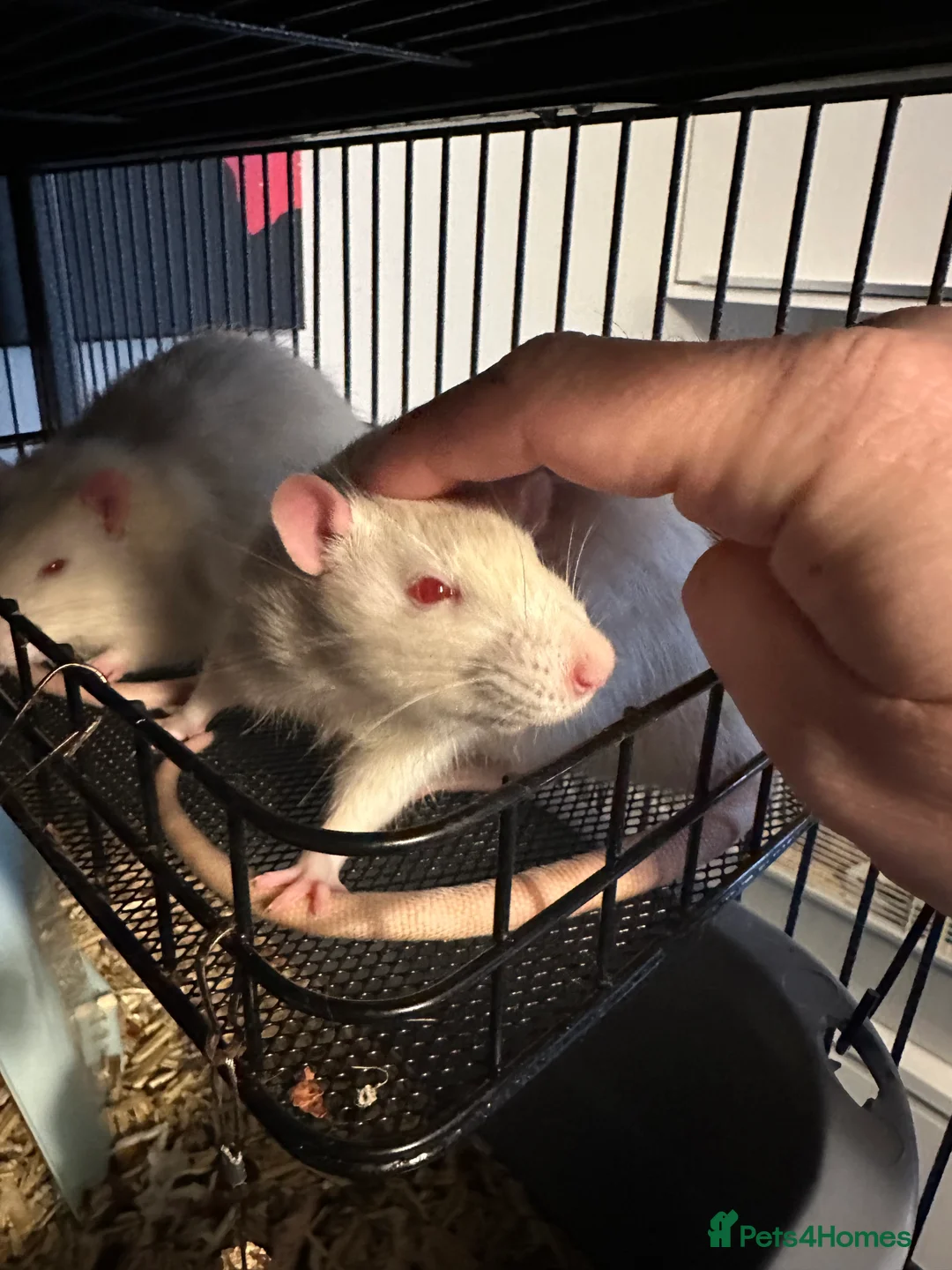 Rat rodents for sale: 5 male Fancy Rats 6 months old - Advert 11