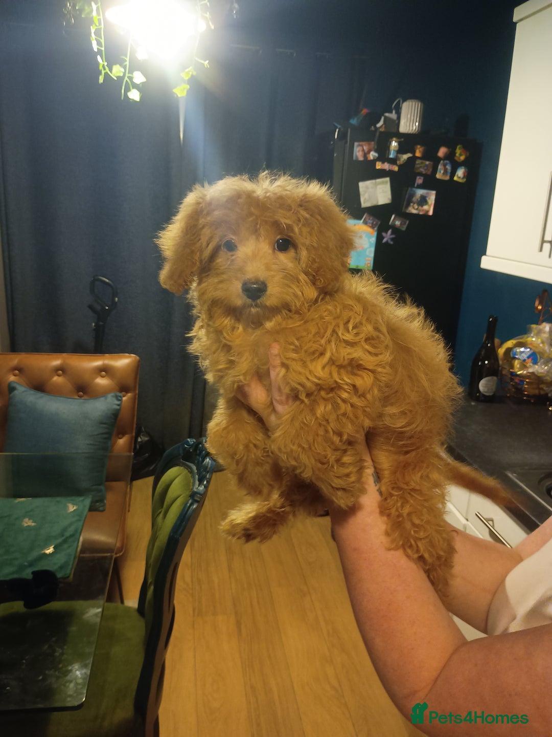 Cockapoo dogs for sale: Miniature cockapoos  - Advert 4