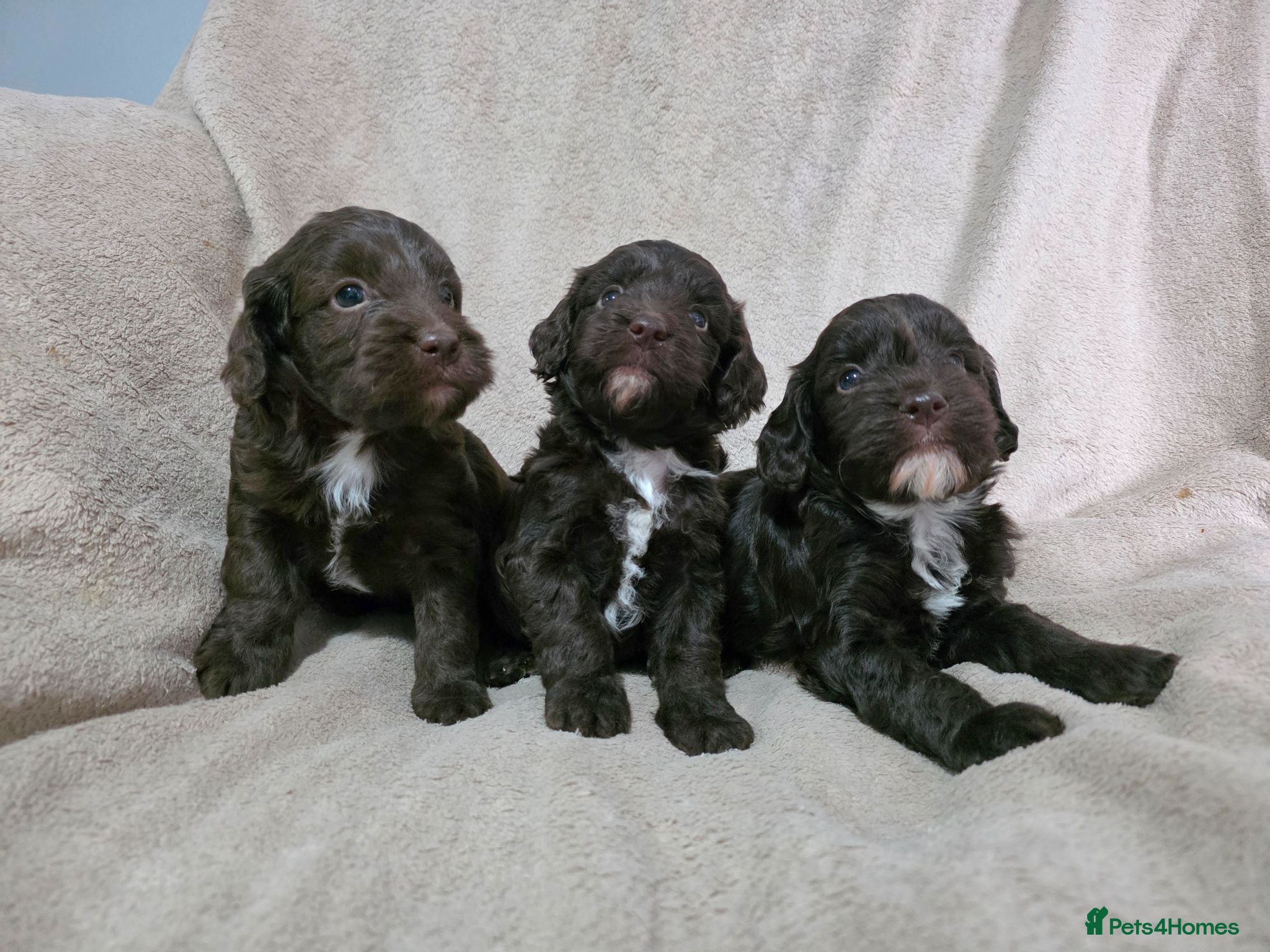 Cockapoo dogs F1 Chocolate Cockapoos. DNA Health Tested - Advert 1