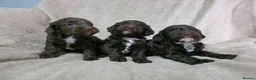 Cockapoo dogs for sale: F1 Chocolate Cockapoos. DNA Health Tested - Advert 1