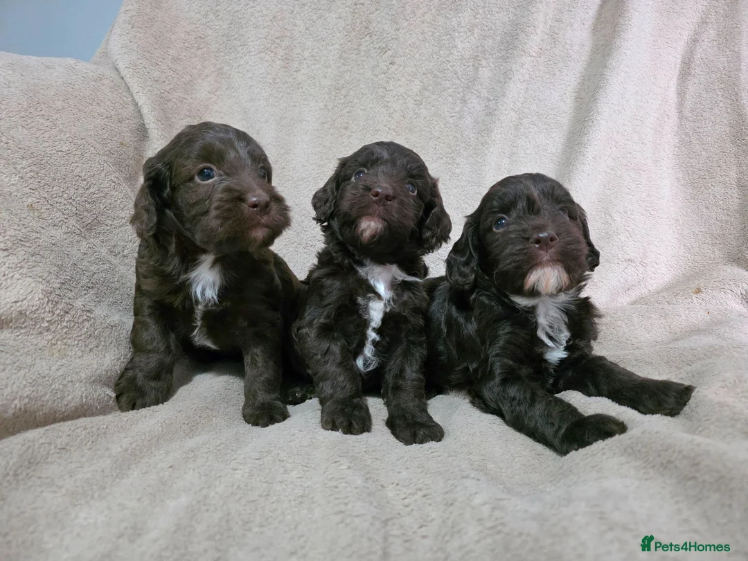 Cockapoo dogs for sale: F1 Chocolate Cockapoos. DNA Health Tested - Advert 1
