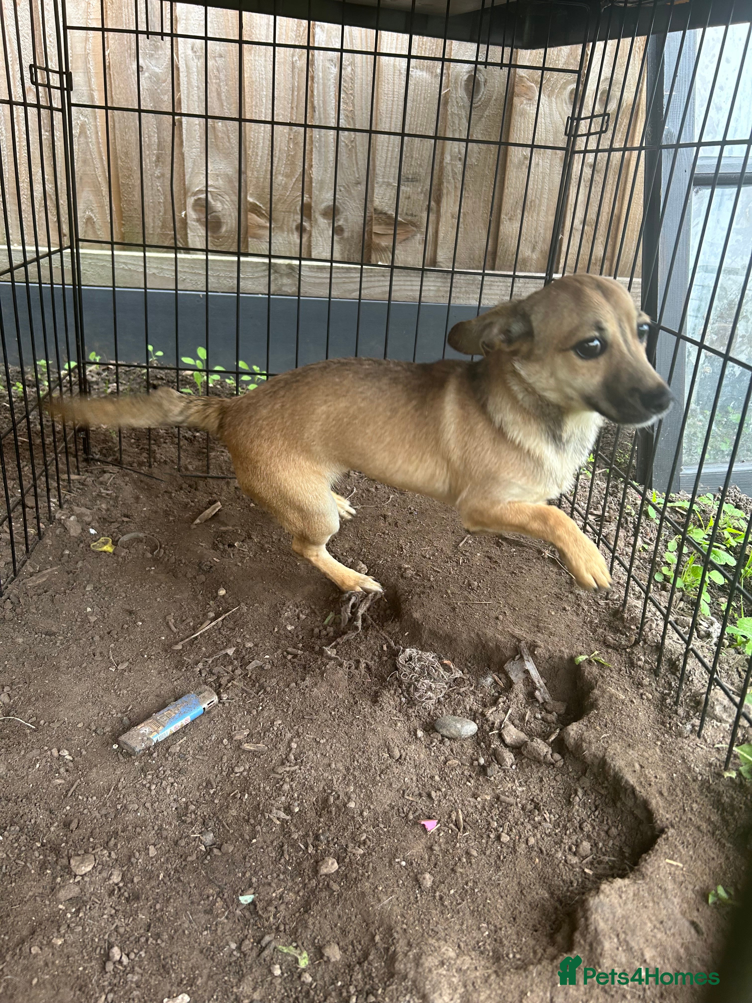 Chihuahua dogs Chihuahua x for sale 9 months old  - Advert 10