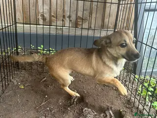 Chihuahua dogs Chihuahua x for sale 9 months old - Advert 18