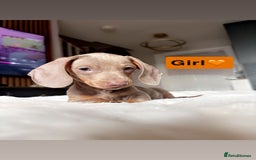 Miniature Dachshund dogs for sale: Kc registered  miniature dachshund puppies - Image 6