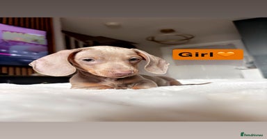 Miniature Dachshund dogs - Advert 7