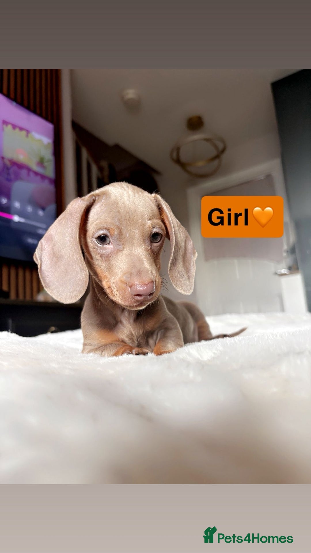 Miniature Dachshund dogs for sale: Kc registered  miniature dachshund puppies - Image 6
