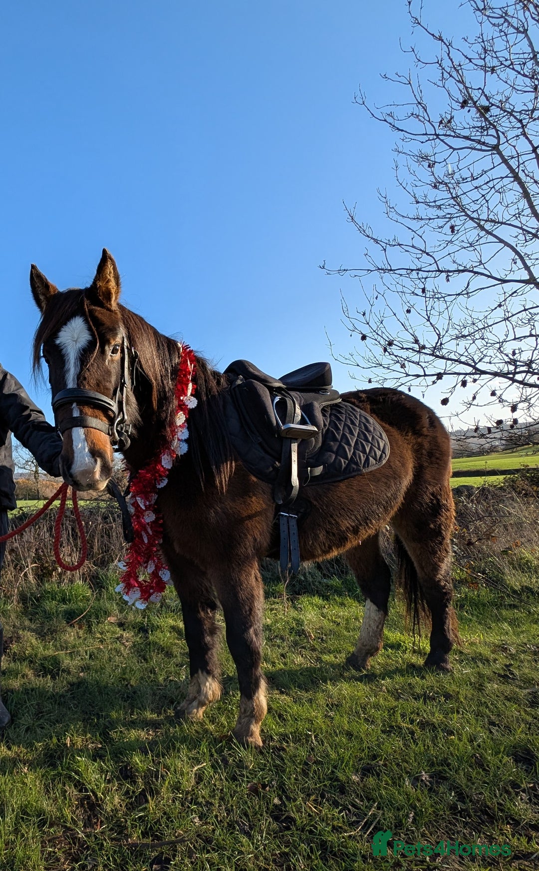 Dales horses for sale: Meg 13hh 3yr bay filly - Advert 2