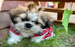 Shih Tzu dogs for sale: Beautiful shih Tzu puppies - Image 3