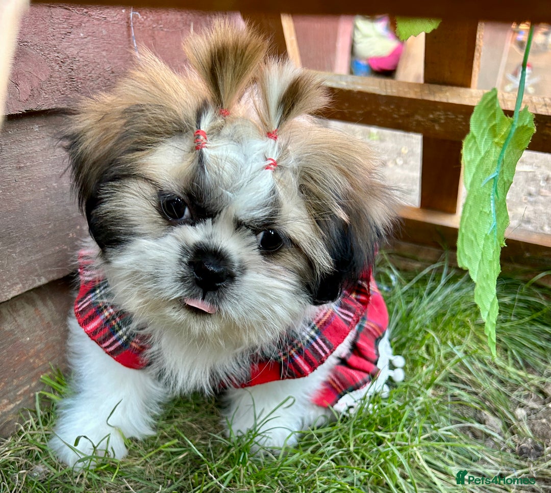 Shih Tzu dogs for sale: Beautiful shih Tzu puppies - Image 3