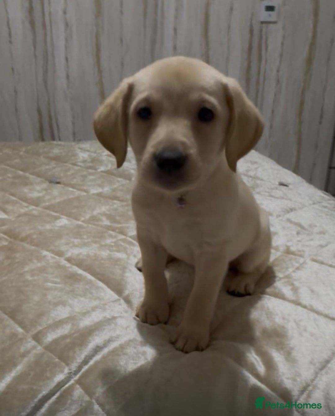Labrador Retriever dogs for sale: Beautiful Labrador retrievers - Advert 11