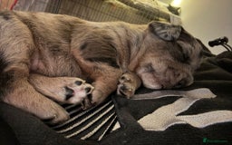 American Bully dogs for sale: RARE FLUFFY POCKET BULLIES - Image 10