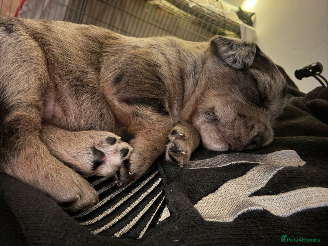 American Bully dogs for sale: RARE FLUFFY POCKET BULLIES - Image 10