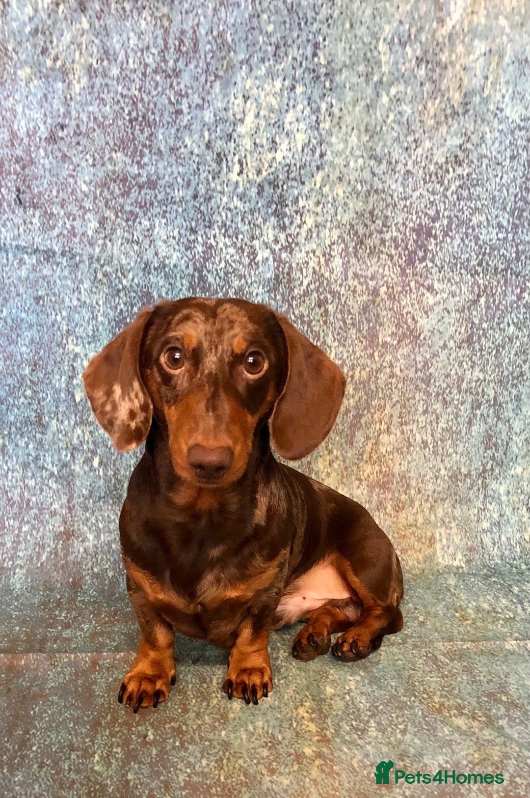 Miniature Dachshund dogs for stud: Mini Dachshund Boy for Stud, KC reg, Choc Dapple in Salford - Advert 7