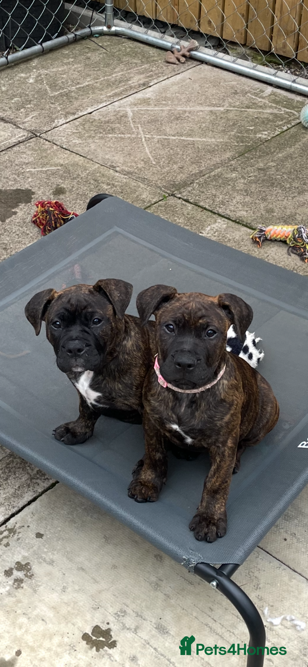 Mixed Breed dogs for sale: Old tyme bulldog in Shotts - Image 2
