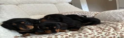 Miniature Dachshund dogs for sale: BLACK AND TAN MINIATURE DOXIES  in Wallsend - Advert 14