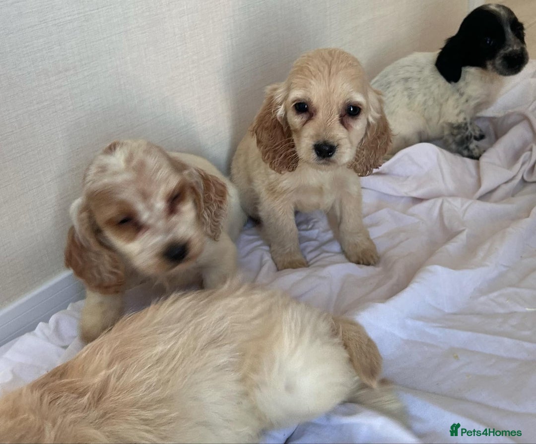Cockapoo dogs for sale: Stunning cockapoo puppies - Image 8