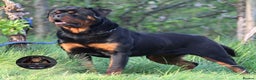 Rottweiler dogs for sale: Top Kc Registered Rottweiler Female Puppies - Advert 14