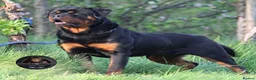 Rottweiler dogs for sale: Top Kc Registered Rottweiler Female Puppies - Advert 21