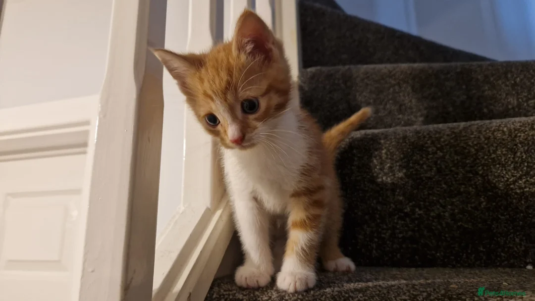 Mixed Breed cats for sale: Kittens for sale - Advert 7