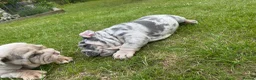 English Bulldog dogs for sale: Top Quality English Bulldog Pups Not Your Usual  in Colchester - Advert 16