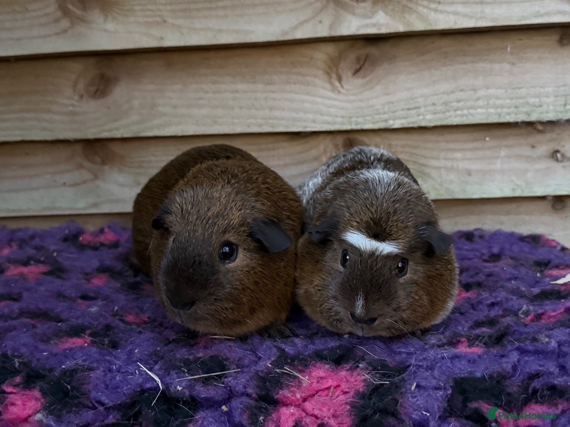 Guinea Pig rodents Guinea pigs forsale  - Advert 19