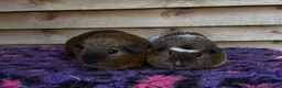 Guinea Pig rodents for sale: Guinea pigs forsale  - Advert 5