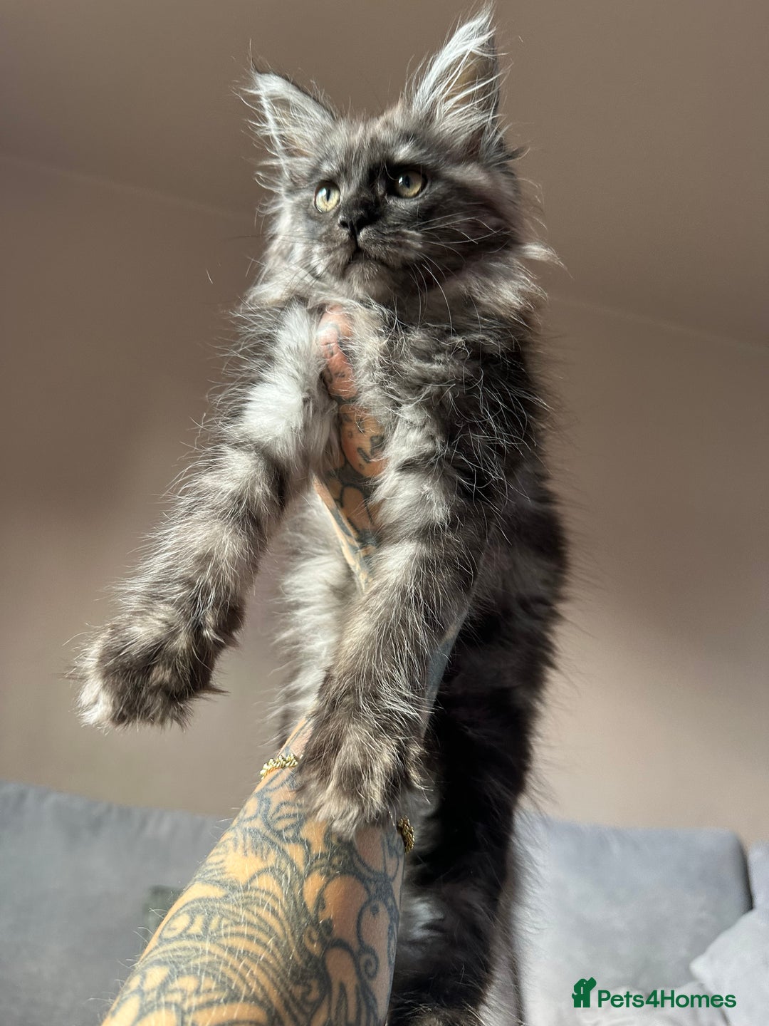 Maine Coon cats for sale: TICA registered Maine Coon kittens  - Image 7