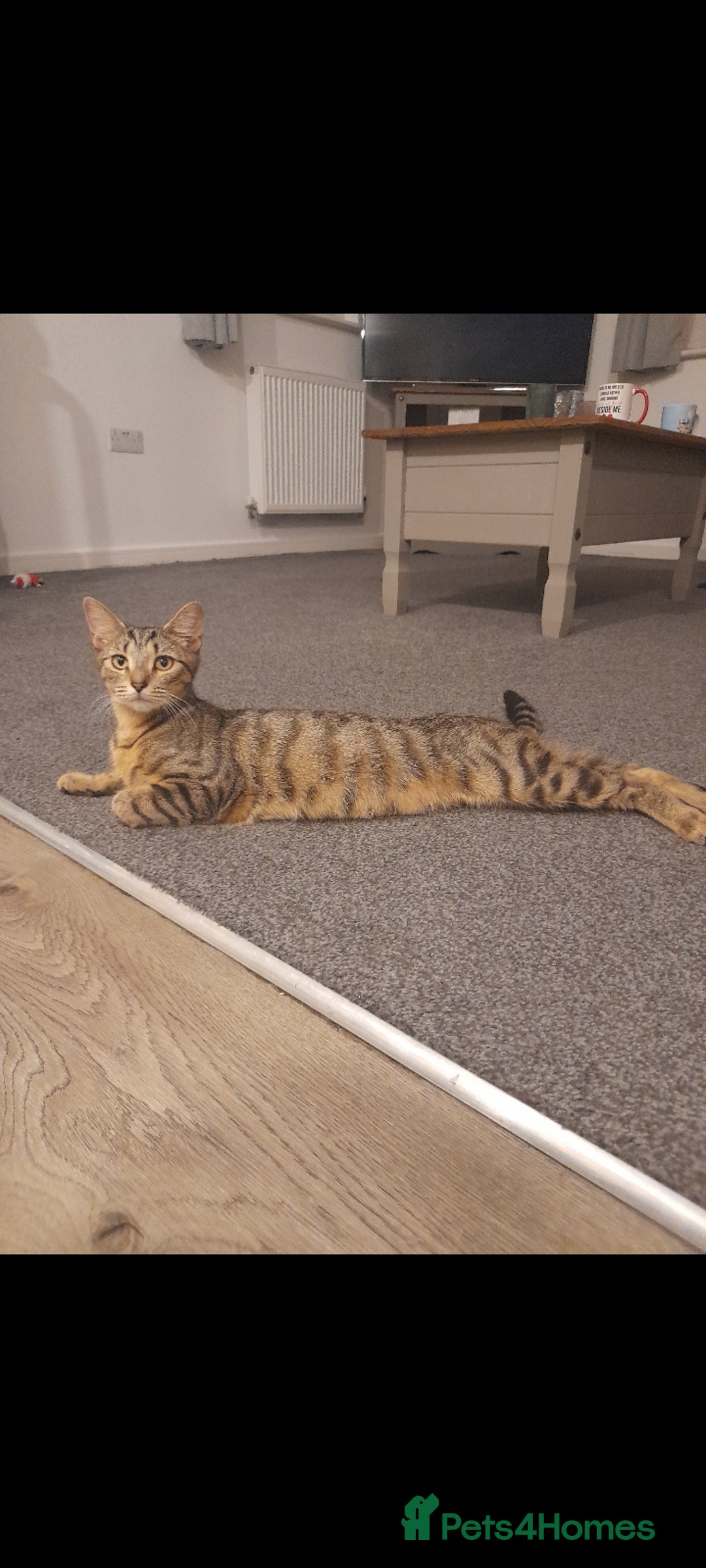 Mixed Breed cats for sale: 3 beautiful kittens left - Image 5