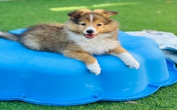 Shetland Sheepdog dogs for sale: Beautiful Shetland Sheepdog Puppies  in Goole - Image 2