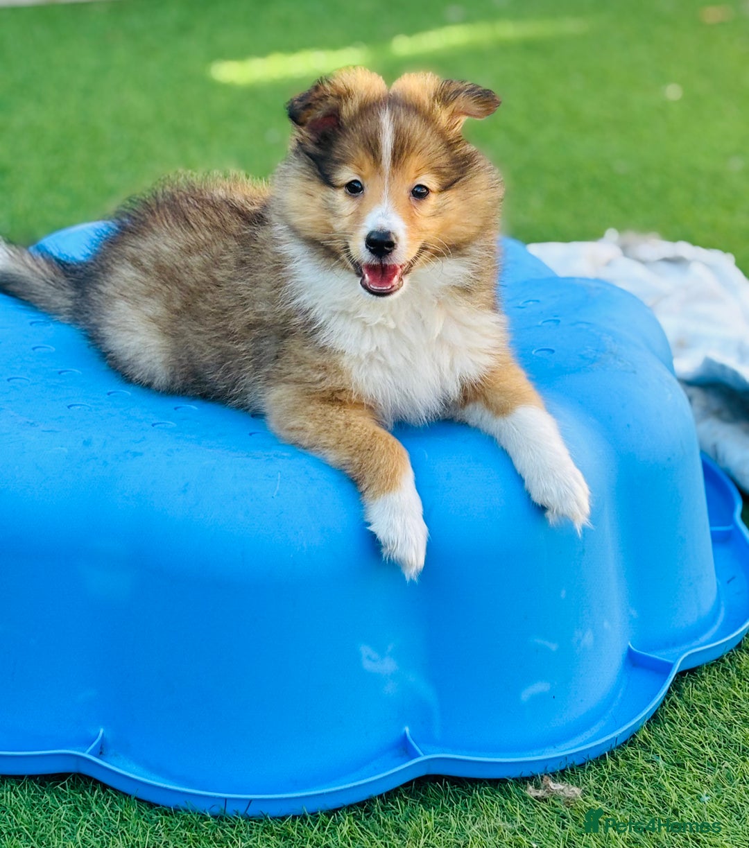 Shetland Sheepdog dogs for sale: Beautiful Shetland Sheepdog Puppies  in Goole - Image 2