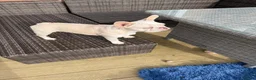 French Bulldog dogs for sale: Beautiful  French Bulldog Puppy - Advert 4