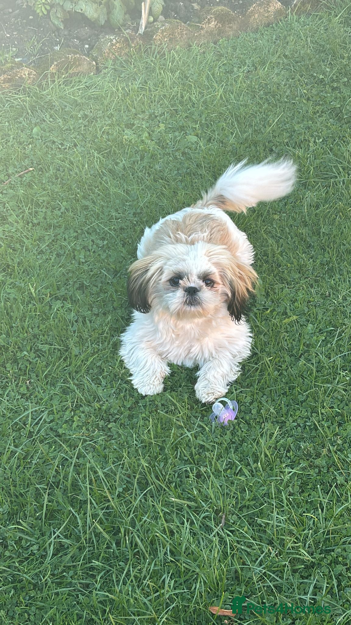 Shih Tzu dogs Shih Tzu puppies - Advert 8