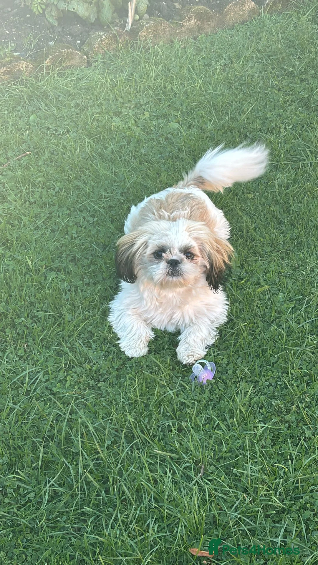 Shih Tzu dogs for sale: Shih Tzu puppies - Advert 1