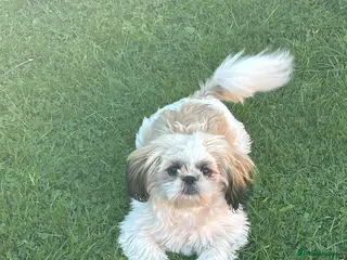 Shih Tzu dogs Shih Tzu puppies - Advert 8