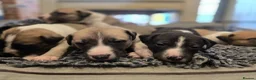 Mixed Breed dogs for sale: Whippet cross whippet lurcher - Advert 20