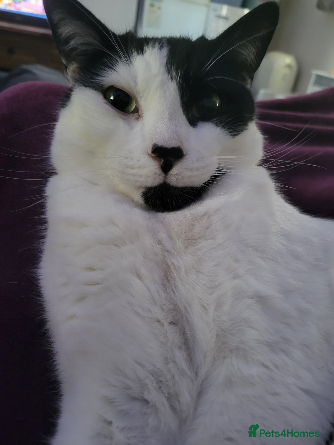 Domestic Shorthair cats for sale: Fluffy boy Oreo - Advert 4