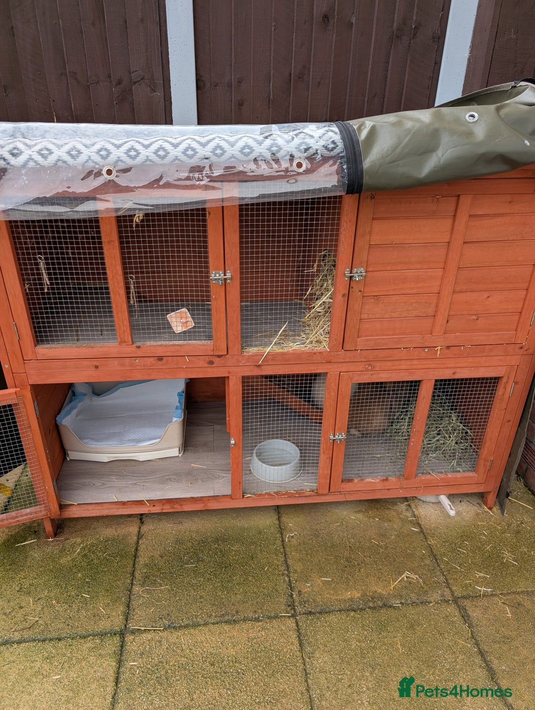 Mini Lop rabbits for sale: Bonded Pair of Mini Lop Males – 9 Months Old - Advert 6