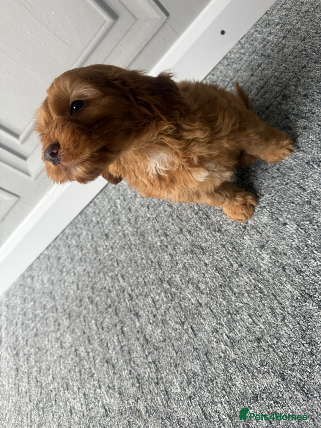 Cockapoo dogs for sale: Beautiful Cockerpoo Puppies. (Sand, Merle, Black) - Image 27
