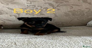 Jack Russell dogs Jack Russell  - Advert 15