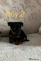 Jack Russell dogs Jack Russell - Advert 15