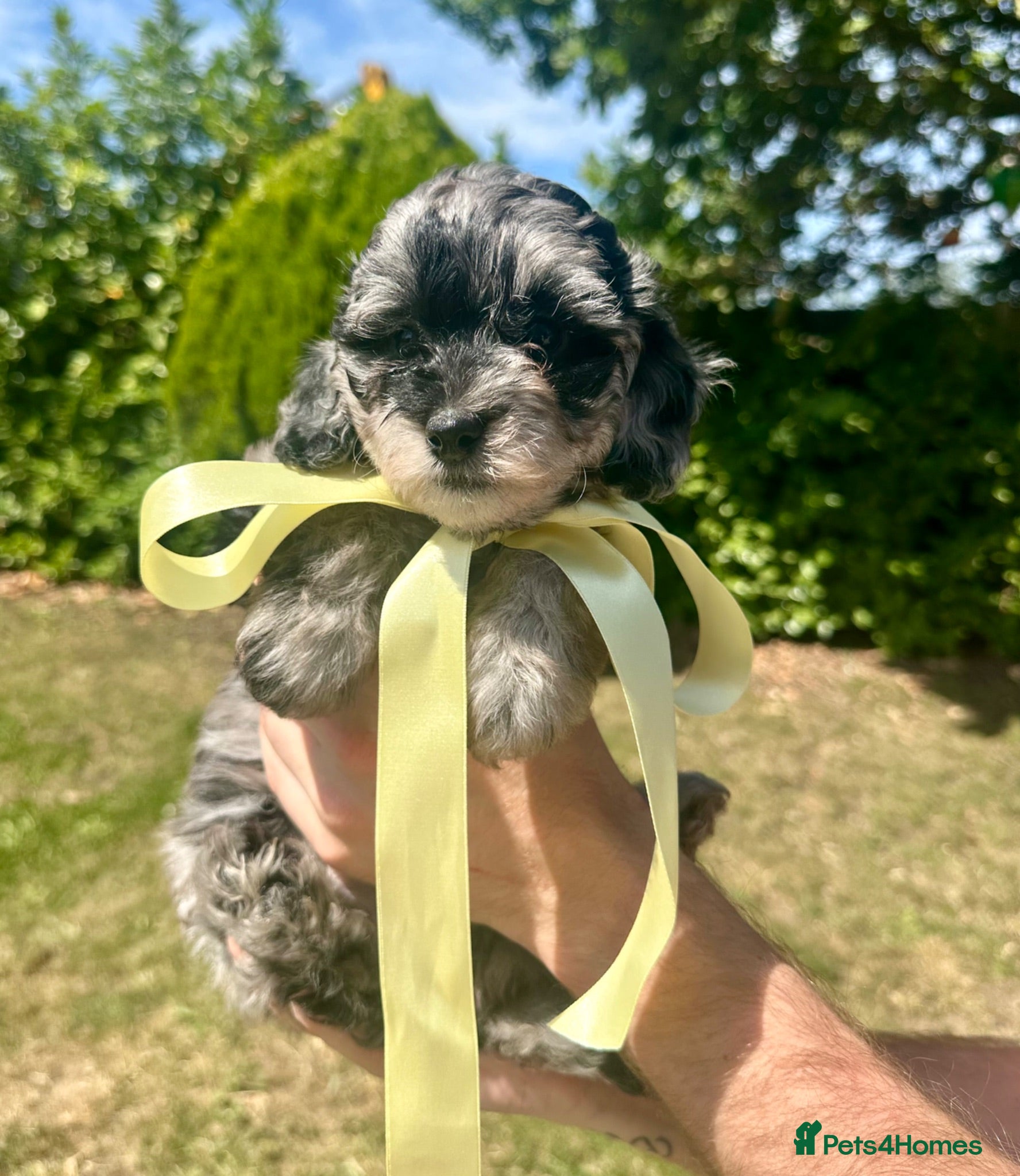 Shihpoo dogs Stunning Shihpoo FB1 Puppies - Advert 1