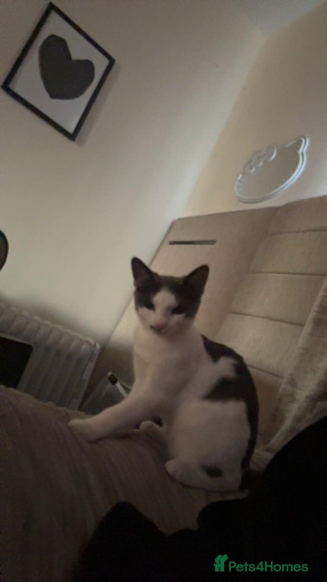 Mixed Breed cats for sale: 6 month old kitten for sale - Advert 3