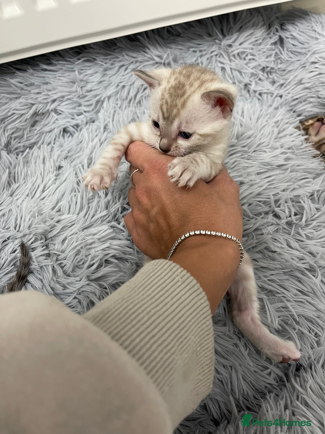 Bengal cats for sale: Bengal kittens for sale - Advert 4