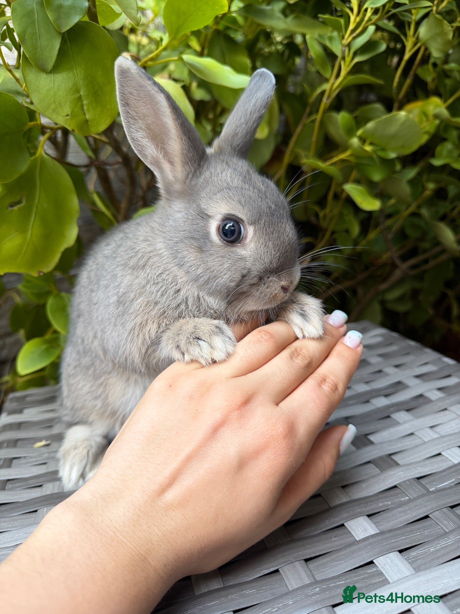 Netherland Dwarf rabbits   Ready for new home Purebred Netherland Dwarf  - Advert 1