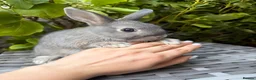 Netherland Dwarf rabbits for sale:   Ready for new home Purebred Netherland Dwarf  - Advert 1