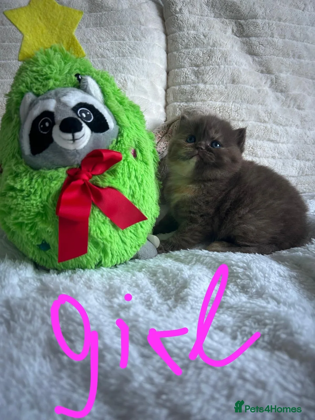 British Shorthair cats for sale: GCCF BRITISH SHORTHAIRS ALL RESERVED - Advert 8